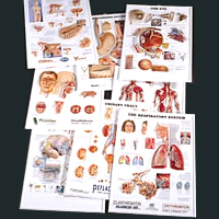 3D Anatomical Chart