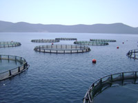 Fish Farming Cage