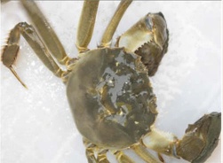 chinese hairy crab,mitten crab