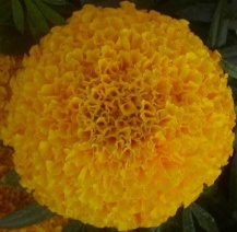 marigold seed