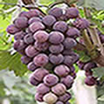 Grape Seed Extract