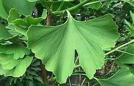 Ginkgo Biloba Leaf P.E 