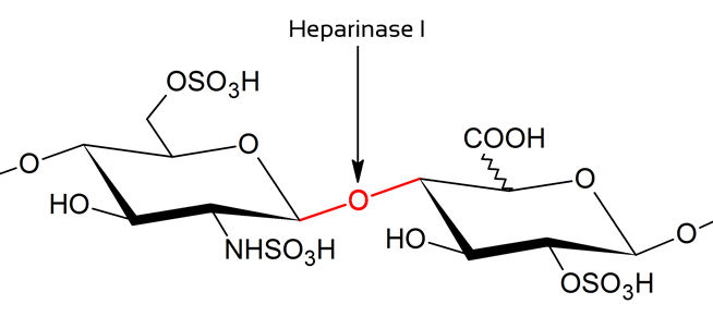 heparinase 1