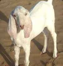 Sojat Goat