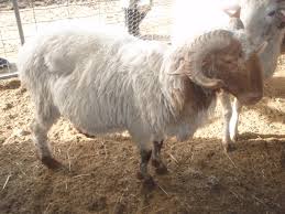 awassi sheep