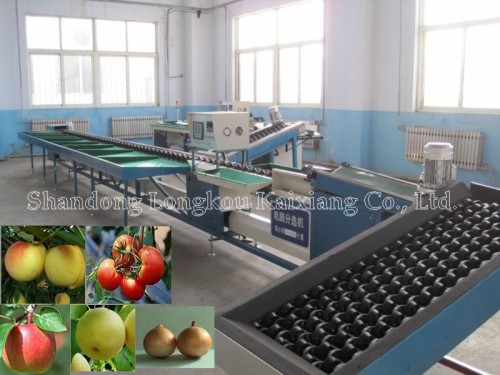 fruit grading machine for mango, pineapple etc.