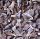 Natural Cheap Palm Kernel Shell From Africa!