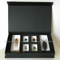 6 differenc colorful insects acrylic specimens