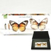 Life cycle specimen block Butterfly life cycle specimen
