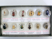 real insect bugs in acrylic balls marbles