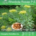 Rhodiola Rosae P. E 5% Rosavins/3% Salidroside（vanessa@nutra-max.com）