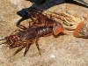Live West Coast Rock, Homarus,Orntus and Panulirus argus-lobster