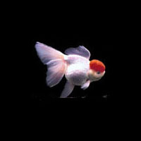 Ornada Goldfish