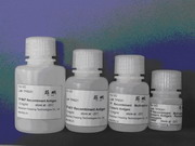 Htlv recombinant antigen