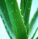 The Asian Largest Aloe Vera Raw Materials Manufacturer