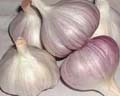 Hybrid Garlic
