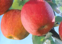 Golden Autumn fruit products co.Ltd