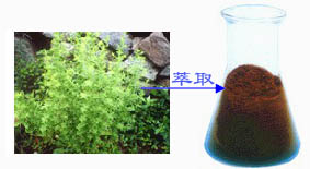 natural herb extract