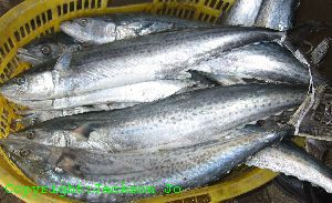 Japanese Spanish mackerel