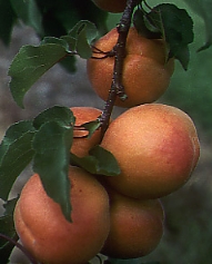 apricots, figs, hazelnuts, chickpeas, apricot kernels