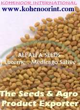 alfalfa lucerne seed