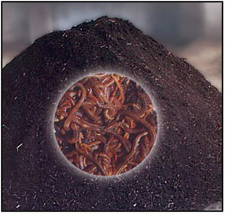 Vermi compost, Vermi casting, Vermi culture, Vermi manure, vermi fertilizer, vermi nematicide