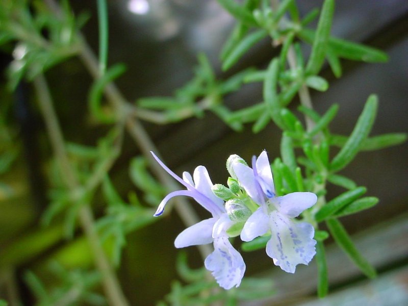 Herbs, Medicinal & Aromatic plants