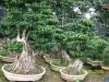 Ficus microcarpa - Ficus microcarpa