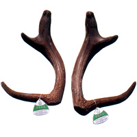 Sawn-Off Sika Antler, Three Branches
