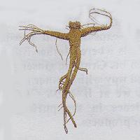 Wood Grown Ginseng