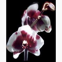 Formosa Orchids