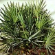Saw Palmetto Extract Powder-extracted from Serenoa repens