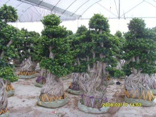 Ficus bonsai tree