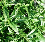 Andrographis Herb Extract