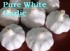 Pure white and normal white garlic