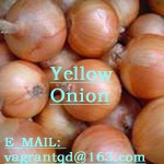Onion for Sale