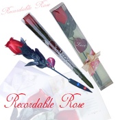 Romantic Recording Rose