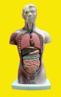 anatomical models