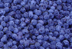 the picture of blueberry