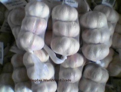 white garlic, 