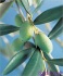 olive leaf extract, Oleuropein, olive leaf