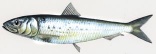 Anchovies(Engraulas Ringens) - Fish, crustations, m