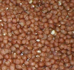 Hazlenuts kernel