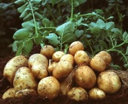 Fresh sweet potato - Potato 44