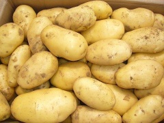 New year fresh potato