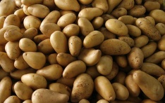 Fresh kufri Badshah potato - Fresh Potato-4