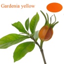 Gardenia Yellow Powder