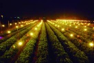 outdoor horticultural string lights for all-year use