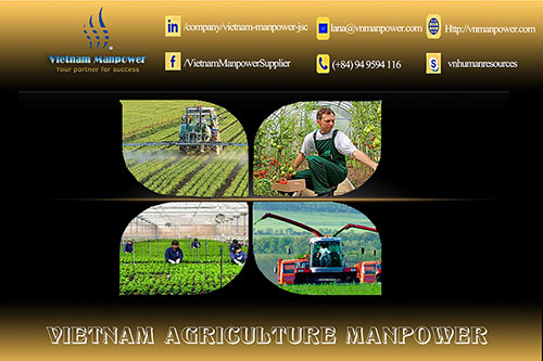 Further detail about Agriculture Manpower from Vietnam: http://vnmanpower.com/en/services-categories/agriculture-manpower.html