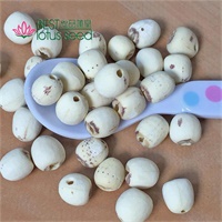 Red Lotus Seed Nut Kernel Lotus Extract